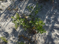 Cakile edentula harperi