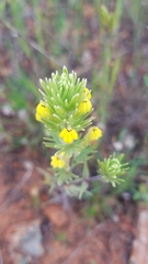 Castilleja lacera