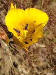Calochortus clavatus