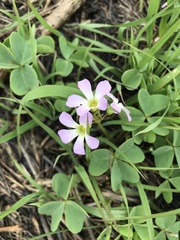 Oxalis violacea