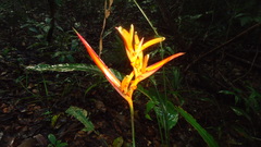 Heliconia psittacorum