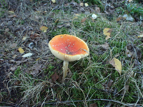 Fly Agaric