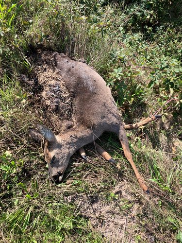 Western Roe Deer