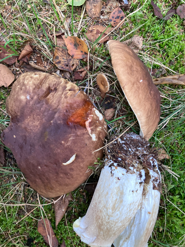 King Bolete