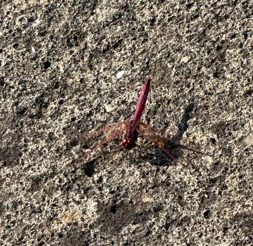 Violet Dropwing