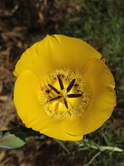 Calochortus clavatus