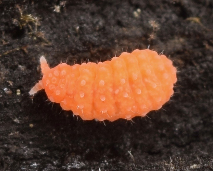 Vitronura giselae