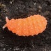 Vitronura giselae - Photo (c) skitterbug, μερικά δικαιώματα διατηρούνται (CC BY), uploaded by skitterbug