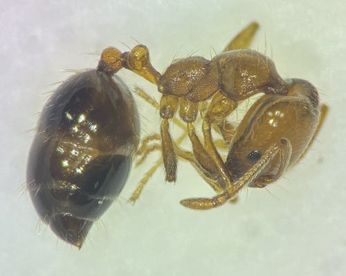 Destroyer Ant photo 6