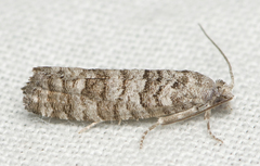 Retinia gemistrigulana