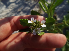 Cakile edentula harperi