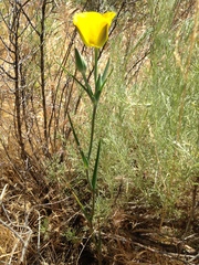 Calochortus clavatus