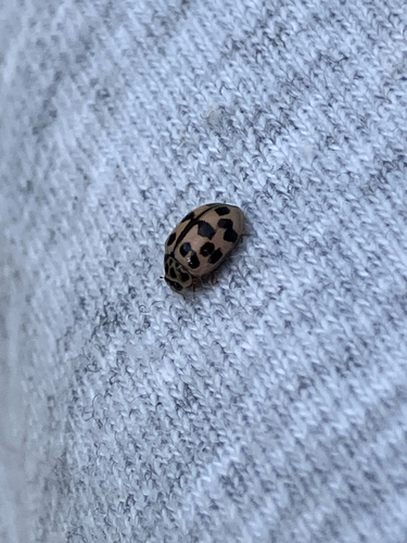 Poplar Ladybird Beetle