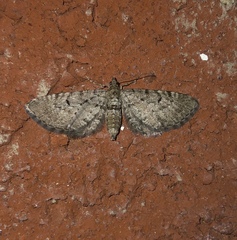 Eupithecia intricata arceuthata
