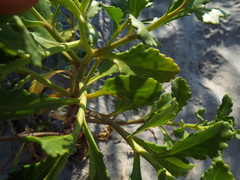 Cakile edentula harperi