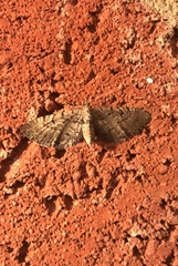 Eupithecia intricata arceuthata