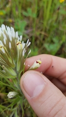 Castilleja lineariloba