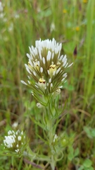 Castilleja lineariloba