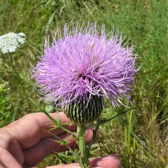Cirsium engelmannii