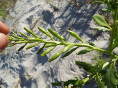 Cakile edentula harperi