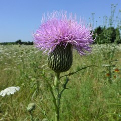 Cirsium engelmannii