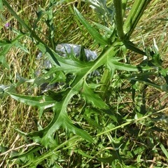 Cirsium engelmannii