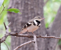 Dendronanthus indicus