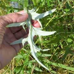 Cirsium engelmannii