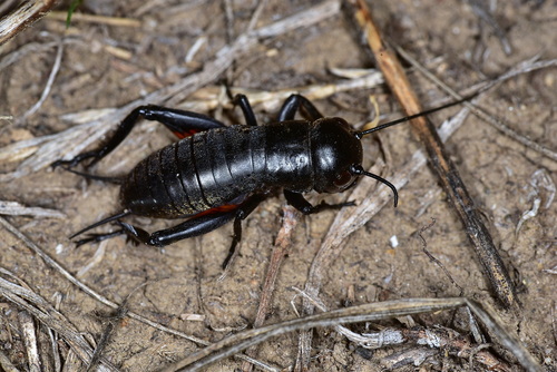 European Field Cricket