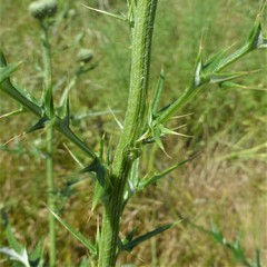 Cirsium engelmannii