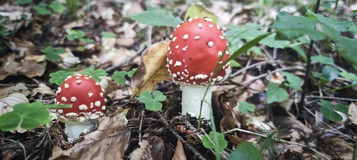 Fly Agaric