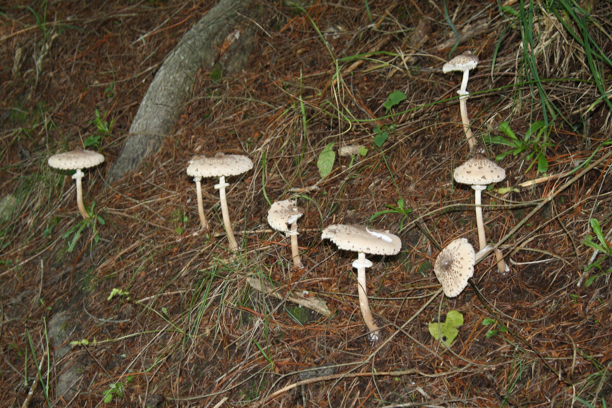 Macrolepiota clelandii image