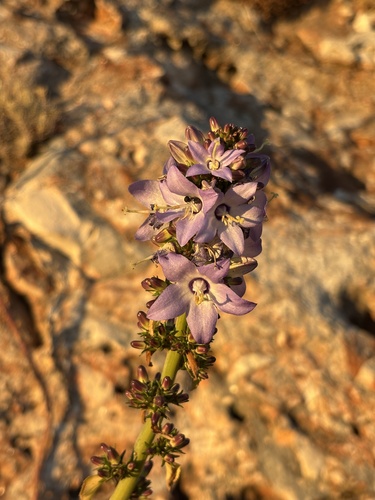 Chimney Bellflower