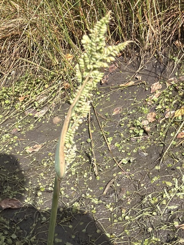Beckmannia eruciformis, 2026-09-27