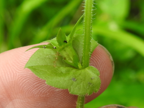 Image of Triodanis texana by (c) Sam Kieschnick, some rights reserved (CC BY)