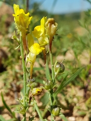 Linaria supina
