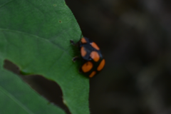 Botanochara decempustulata