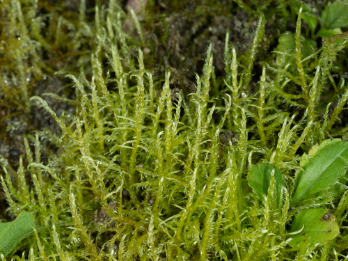 Drepanocladus aduncus observed 2026-09-27