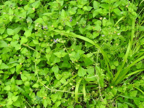 Image of Triodanis texana by (c) Sam Kieschnick, some rights reserved (CC BY)