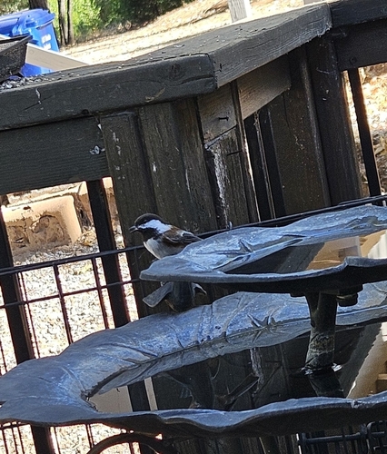 Chestnut-backed Chickadee
