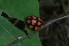 Botanochara decempustulata