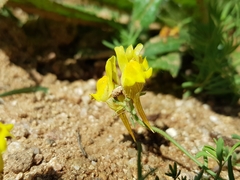 Linaria supina
