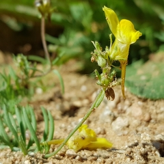 Linaria supina