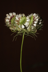 Artedia squamata