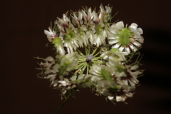 Artedia squamata
