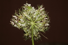 Artedia squamata