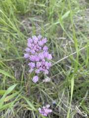 Amerallium