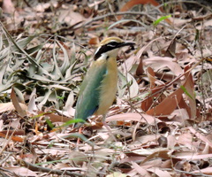 Pitta brachyura