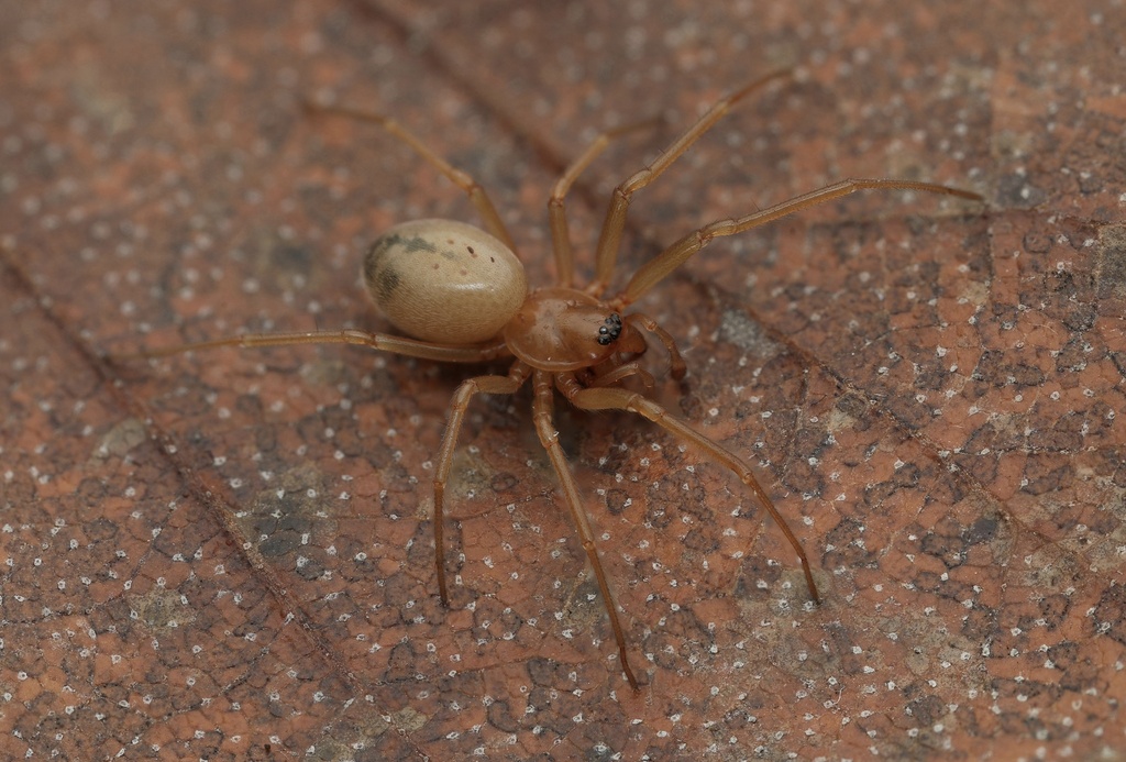 Donacochara speciosa