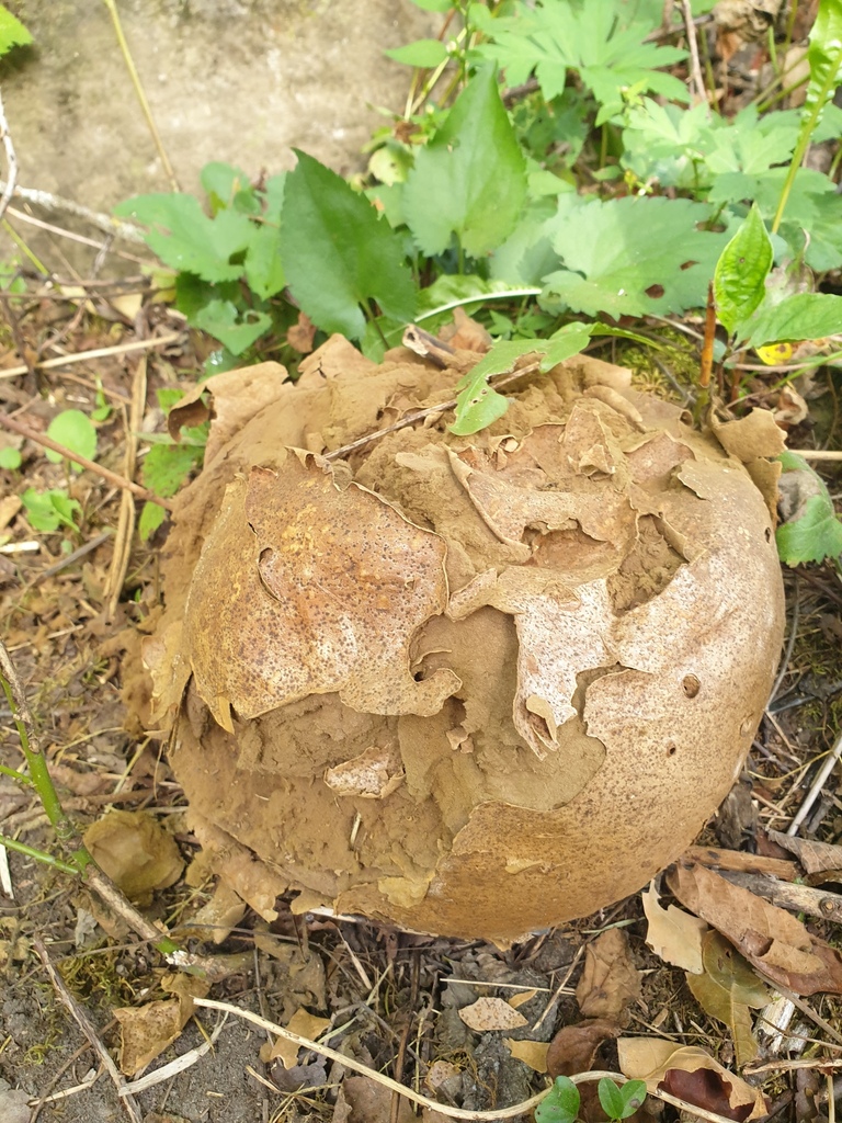giant puffball · September 2026 · photo: Photo: no rights reserved · iNaturalist